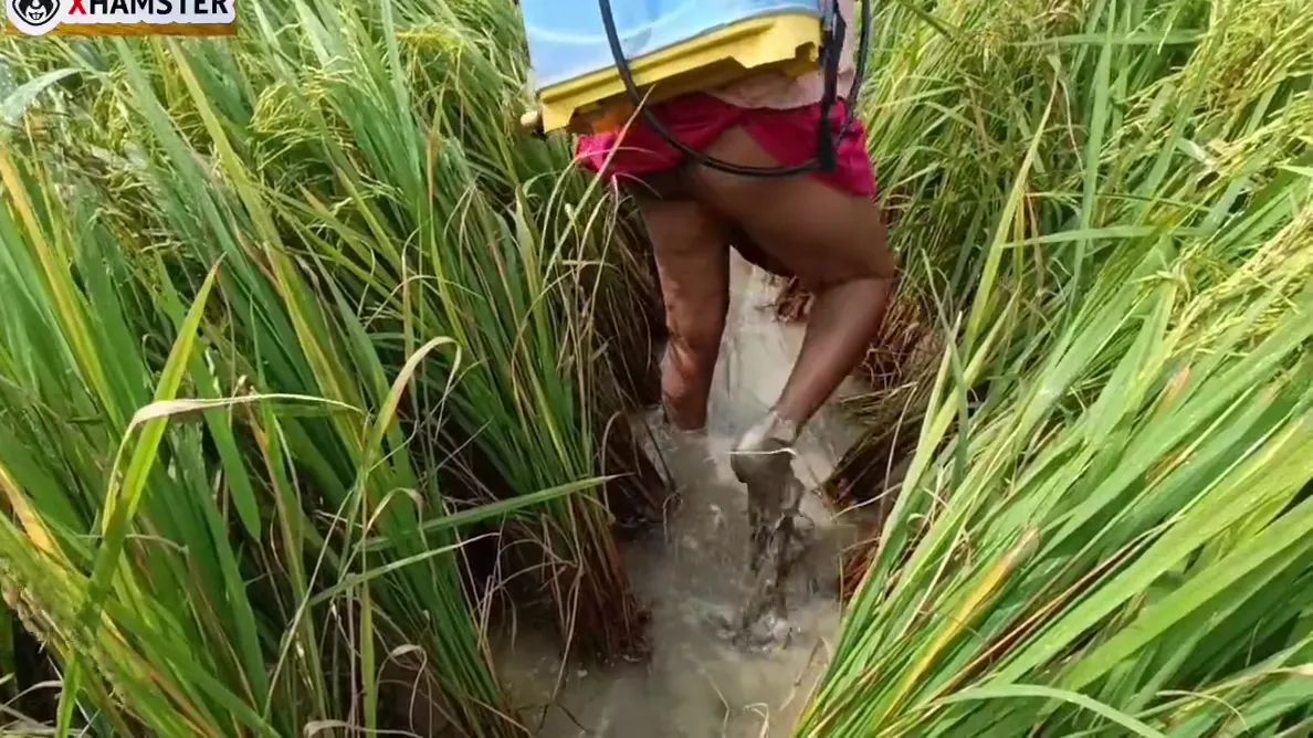Village Nomita Spray On Rice Plants Bengali Audio Dirty