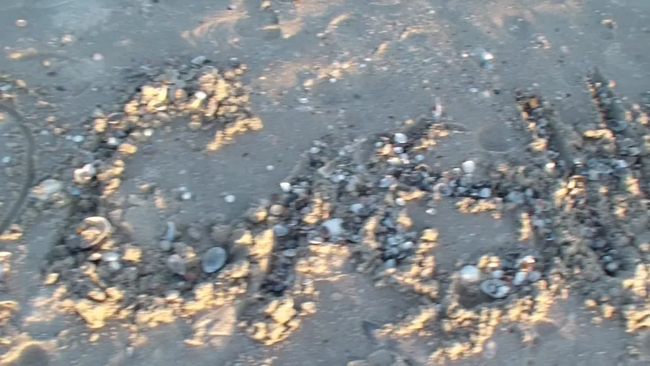 Romantic couple sex in the middle of the thick wood