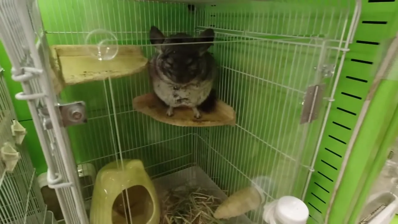 413INST-195 Japanese Amateur