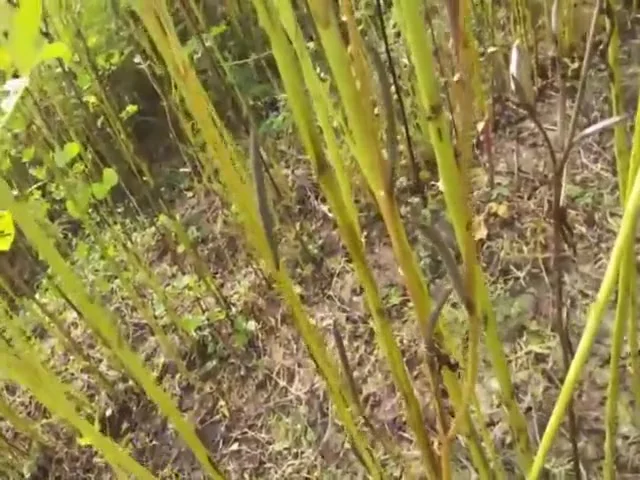 Telegu Slut Sucking Dick Of Her Customer Outdoors