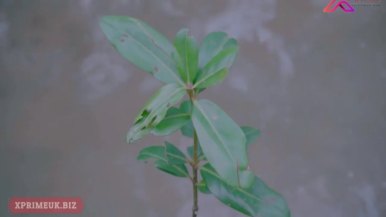 Hot Outdoor Sex With Desi Indian Bhabhi - Horny Indian