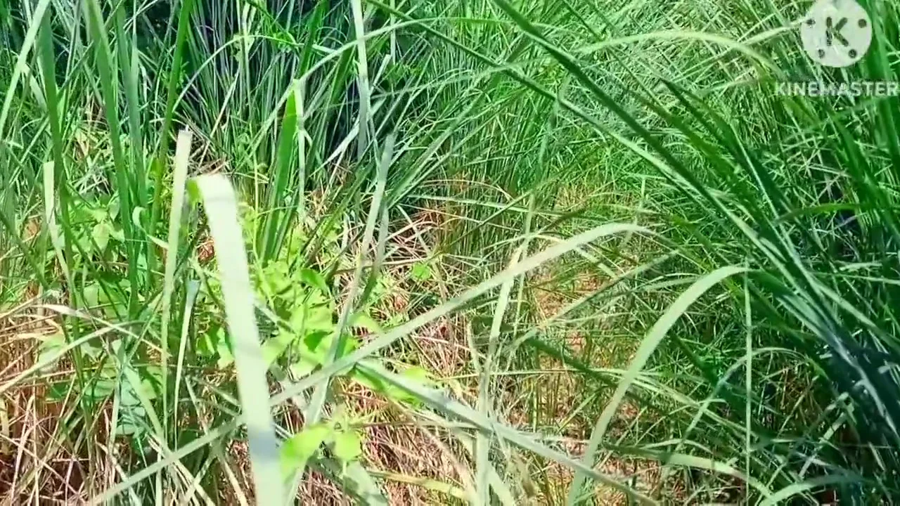 Indian Stepbrother In Law And Stepsister In Law Outdoor Shoot Video With Jungle Girl