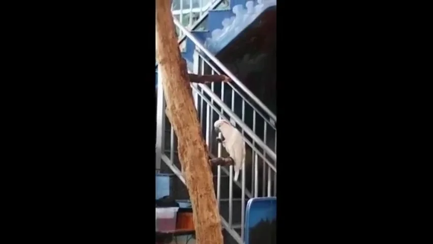 Anri Okita, Bonnie Rotten And Abella Danger In Mcgoku305 San Having A Big Ass Girl Riding His Bbc All Day And Night Long