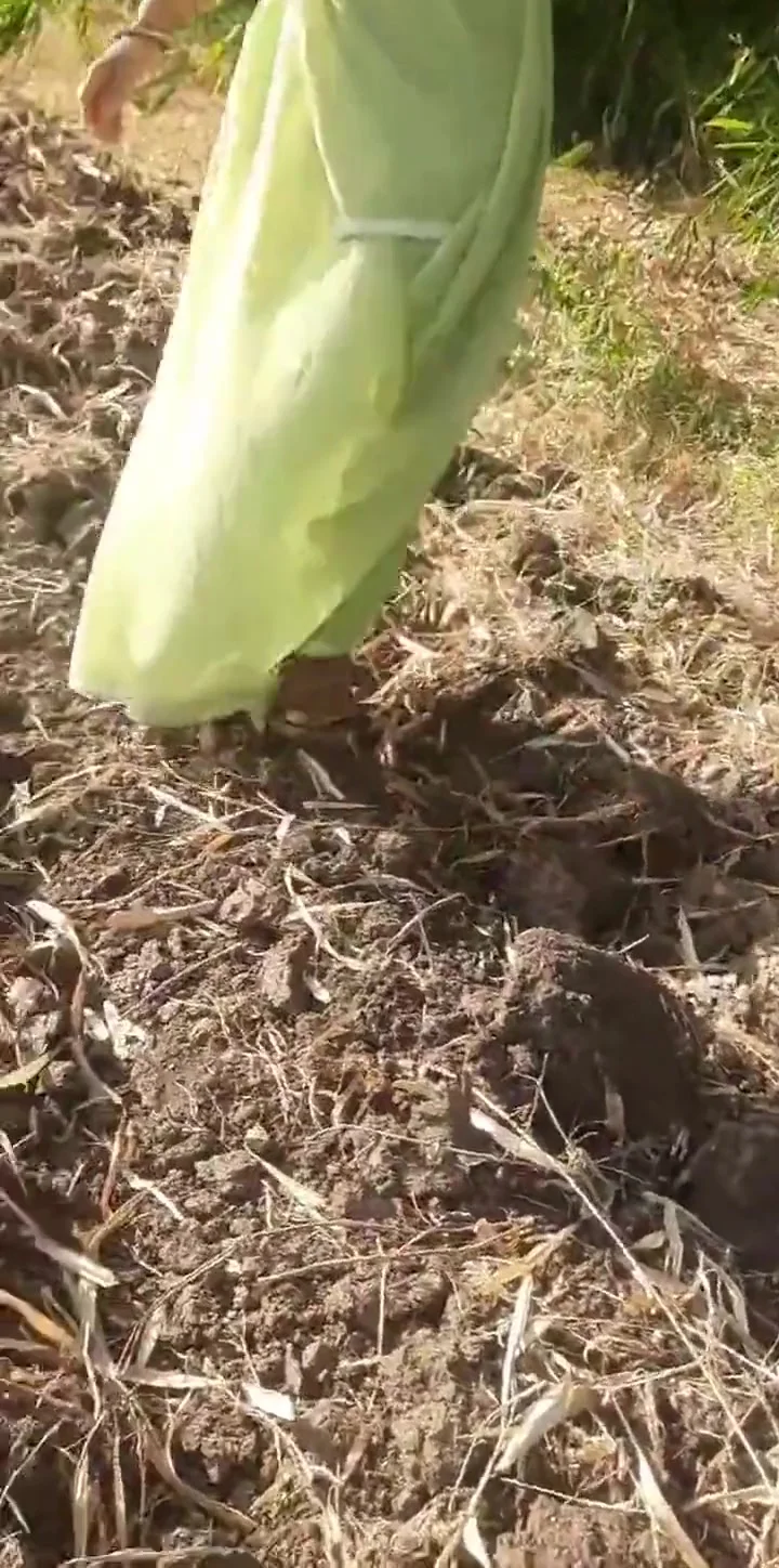 Outdoor Sex Indian Village Newlywed Bhabhi Shows Ass In Open Forest In Open Forest Showing Ass Hard Xxx Video With Devar Bhabhi