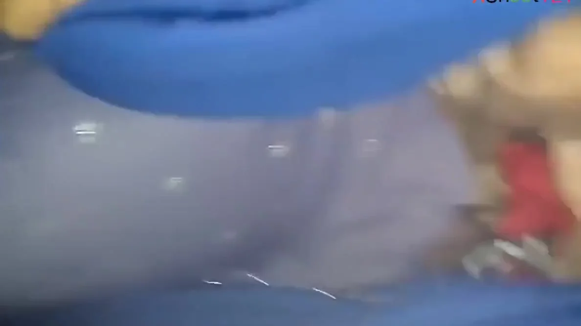 Desi Hot Muslim Girlfriend Fucking In Bus