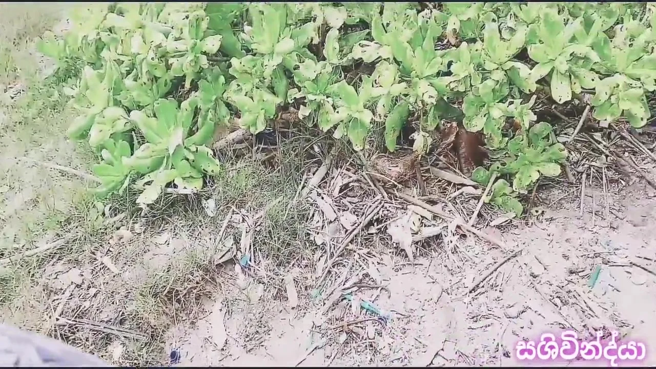 Srilankan Risky Autdoor Sex