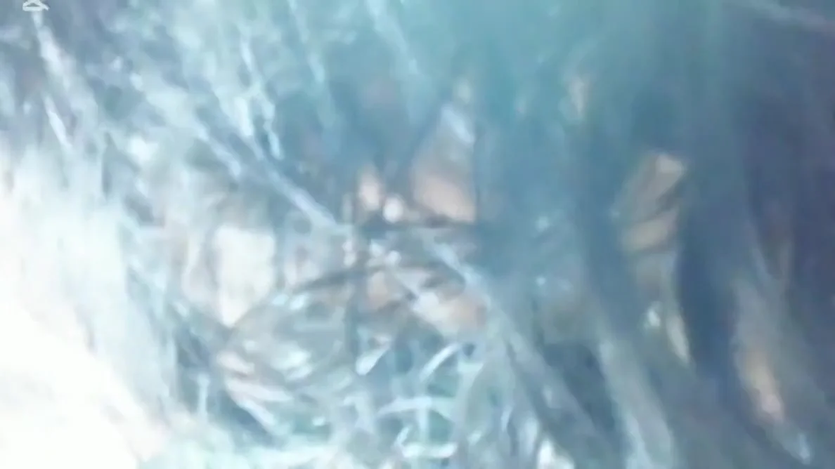 Younger Stepbrother Fucked His Elder Stepsister