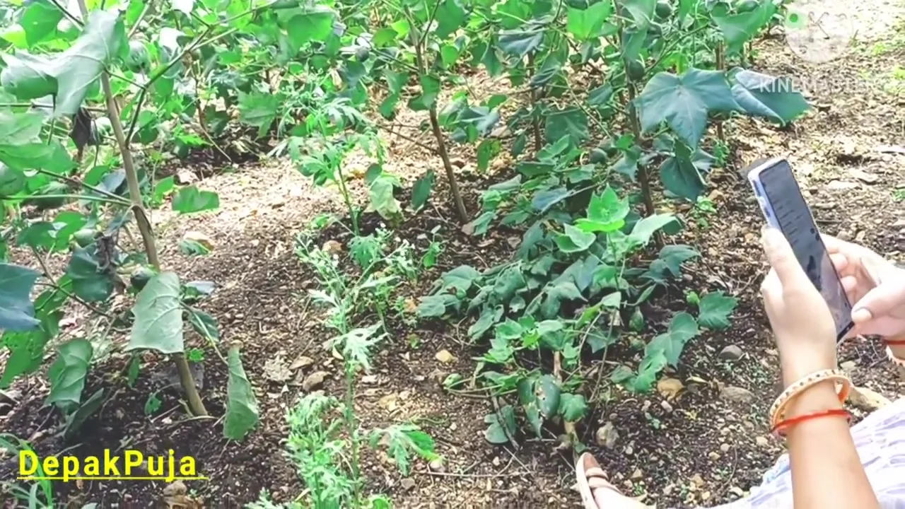 Indian Desi Village Marathi Bhabhi And Boyfriend Sex Cotton Farm Out Of Super Boobs