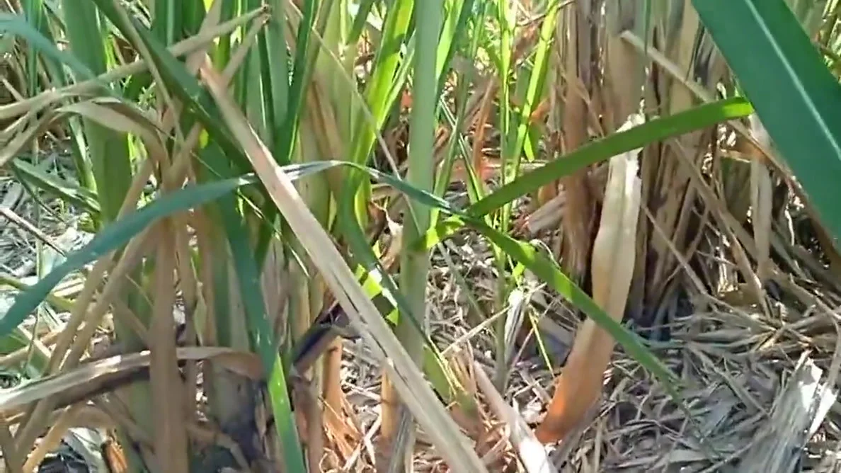 Jungle Ke Khet Me Lejakar Choda Bhabhi Ko