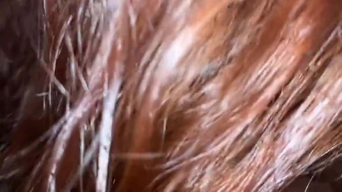 My Neighbor Gives Me A Nice Blowjob