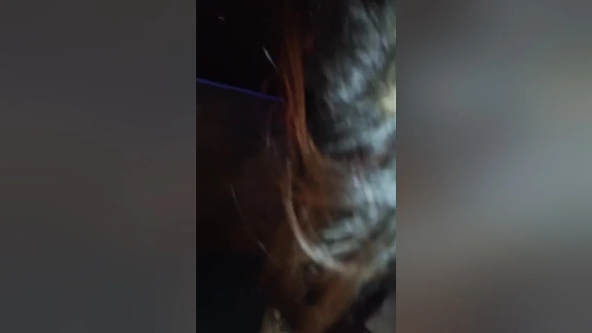 Getting My Dick Sucked By Native Then Putting My Dick In Her Wet Pussy Real Good