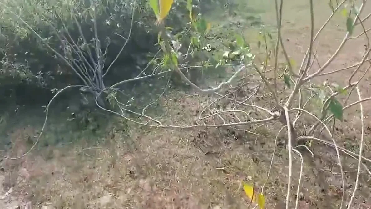 Deshi Village Bhabhi Outdoor Sex Video