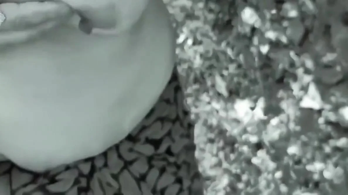 Taking Me To The Forest, She Said, Fuck Me, Rajaji, I Am Feeling Very