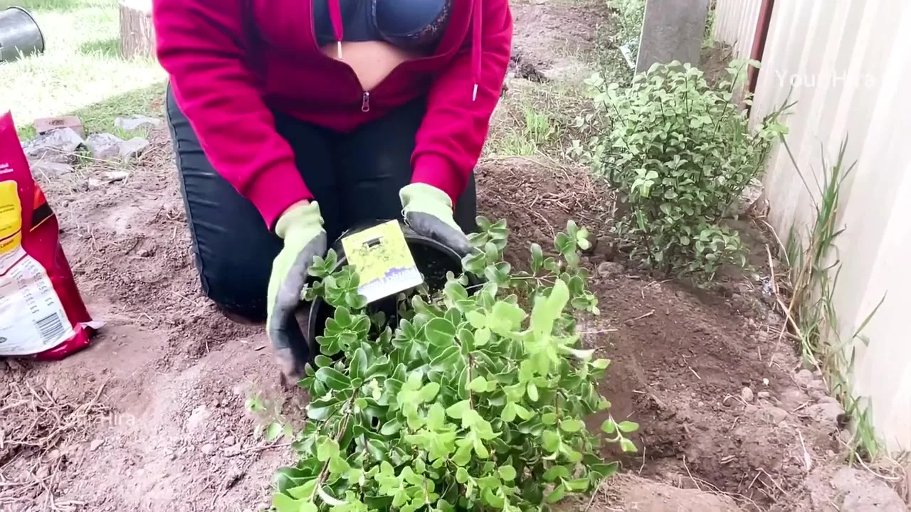 Naughty Hot Indian Aunty Showing Deep Cleavage In The Outdoor Garden