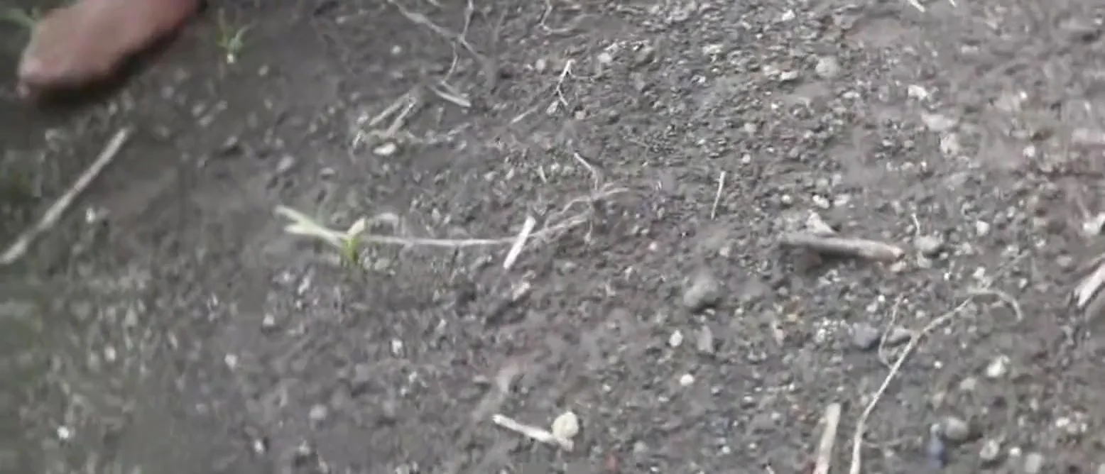 The Outdoor Open Field, My Stepsister-in-law Is Urinating With Fingers In Her Pussy, Showing Her Stepbrother-in-law, Quench My Thirst, My Ass