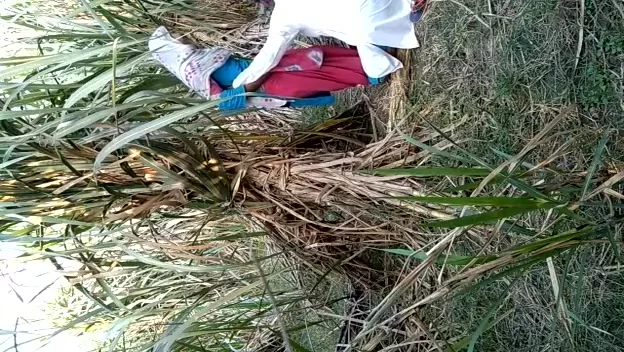 Indian Village Bhabhi Outdoor Fucking