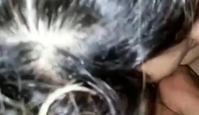 arab girl giving hubby good blowjob