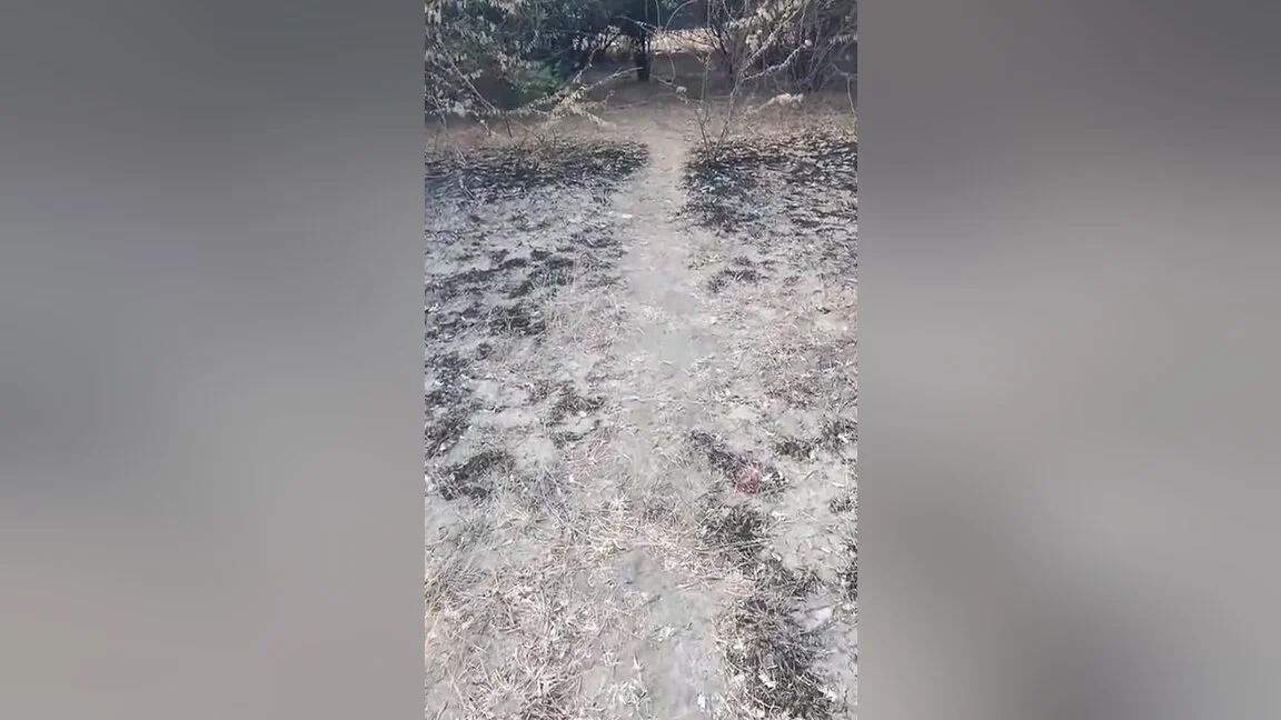 Desi Aunty Jungle Sex