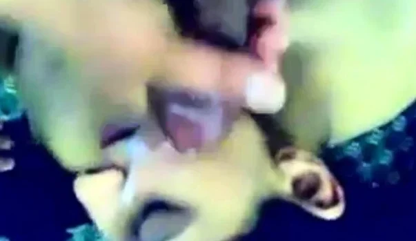 arab cum on his gf face