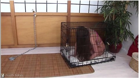 Best Sex Movie Slave Cage Try To Watch For With Lil Caprice
