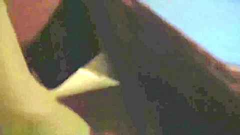 VIXEN Janice Griffith and Ivy Wolfe Sneak Into Backyard For Nighttime Pool